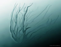 Deep Sea Life by DLKeur, limited edition art print